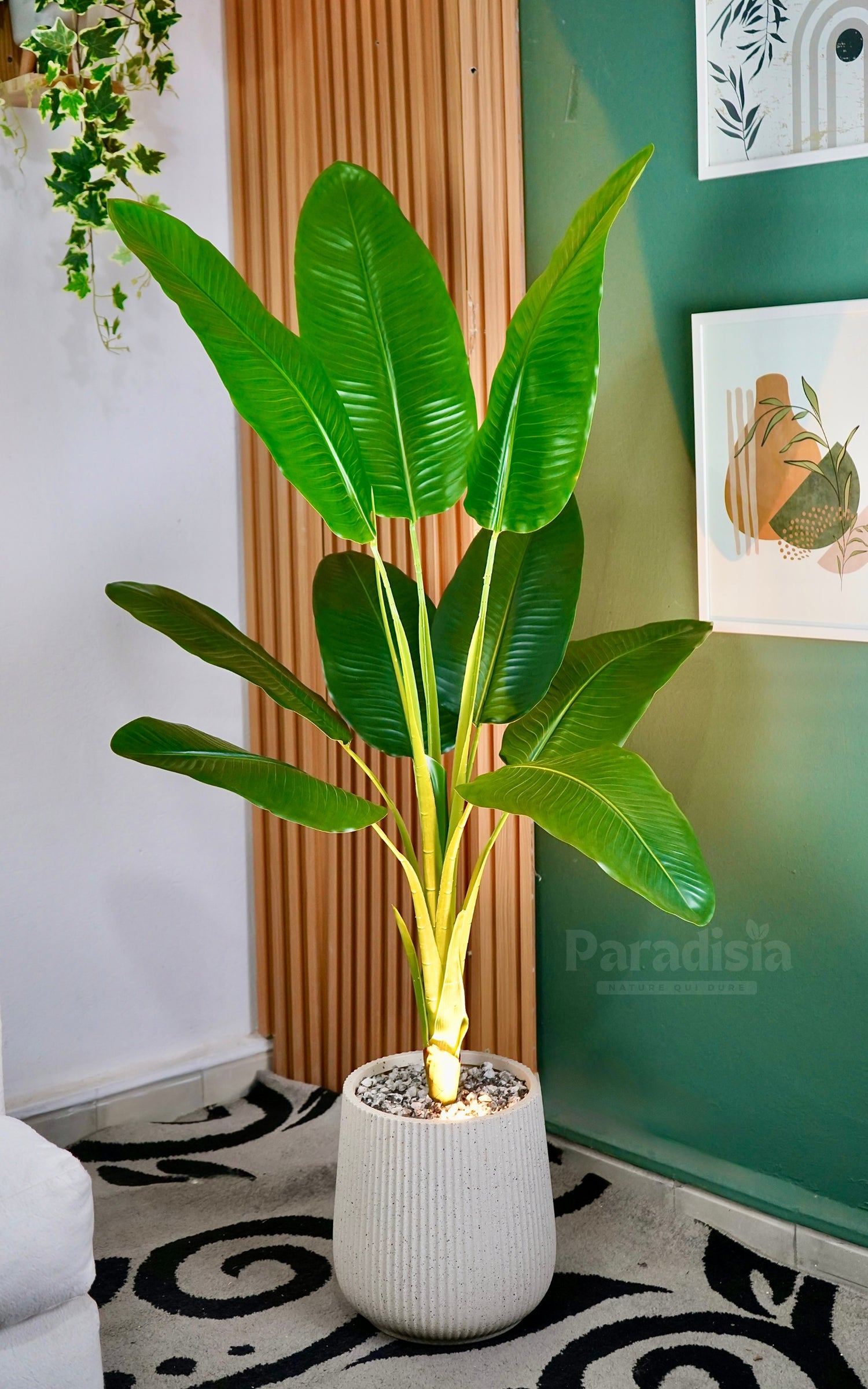 Strelitzia ™ (140cm)