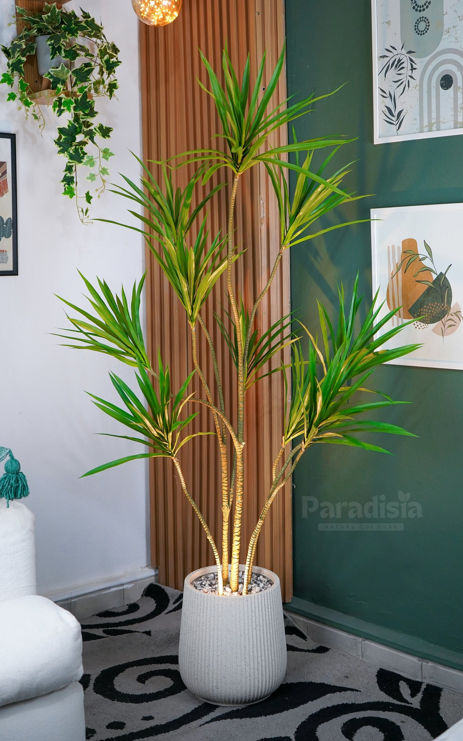 Dracaena Marginata ™ (155cm)