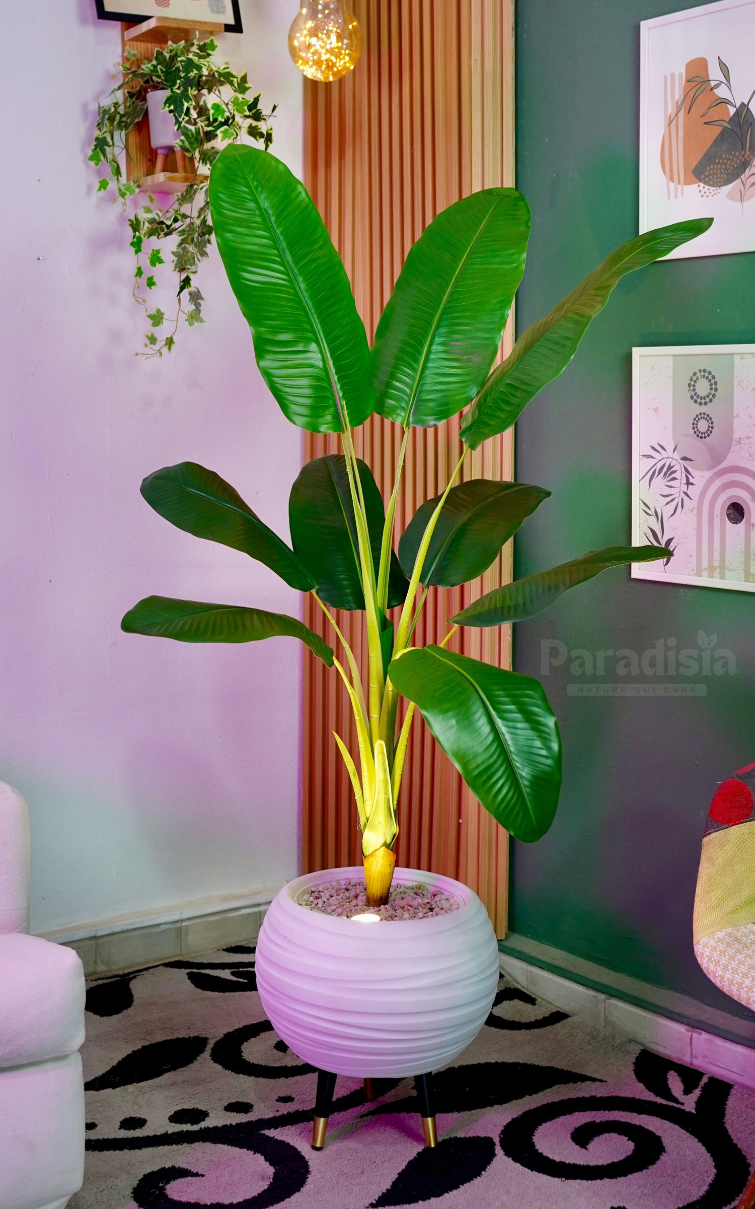 Bananier Tropica™ (164cm)