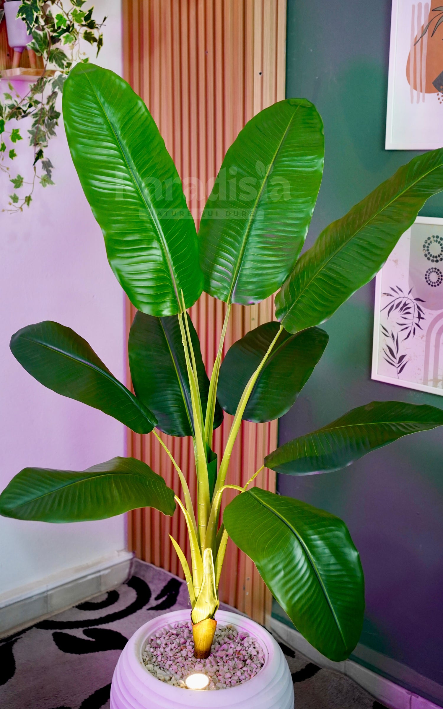 Bananier Tropica™ (164cm)