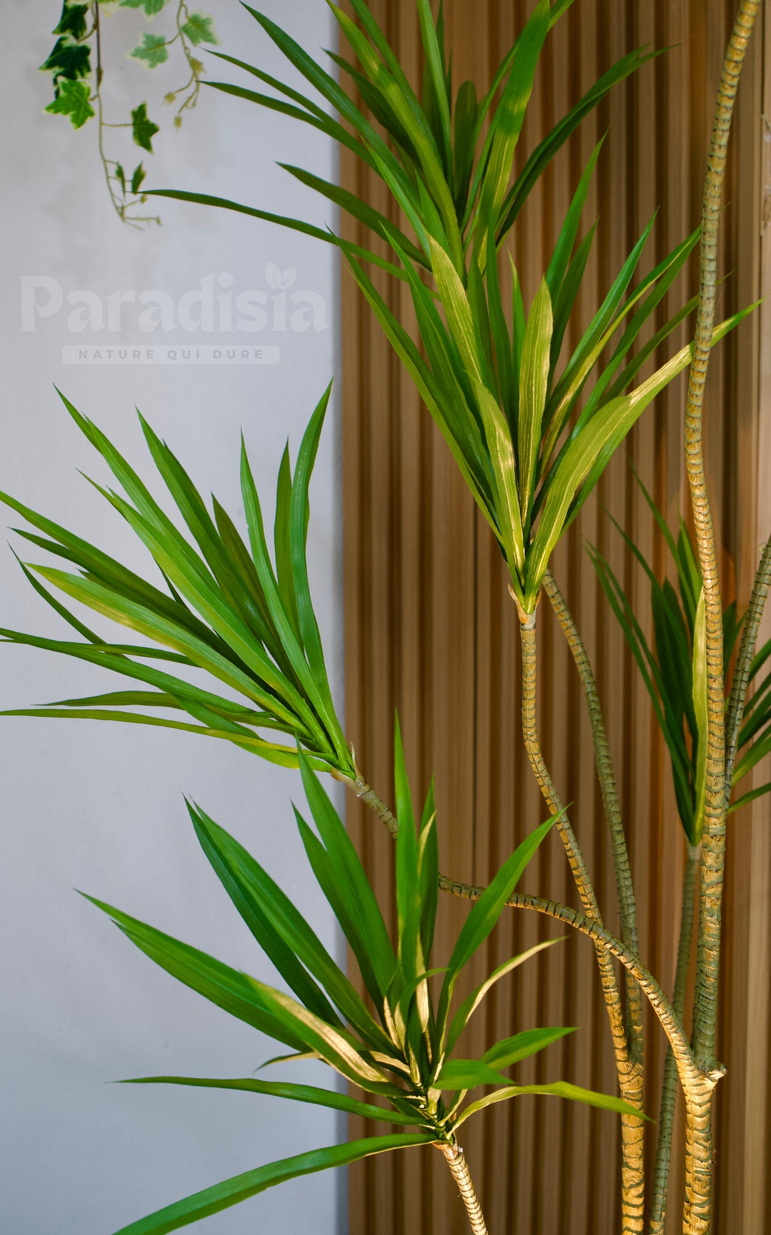 Dracaena Marginata ™ (155cm)