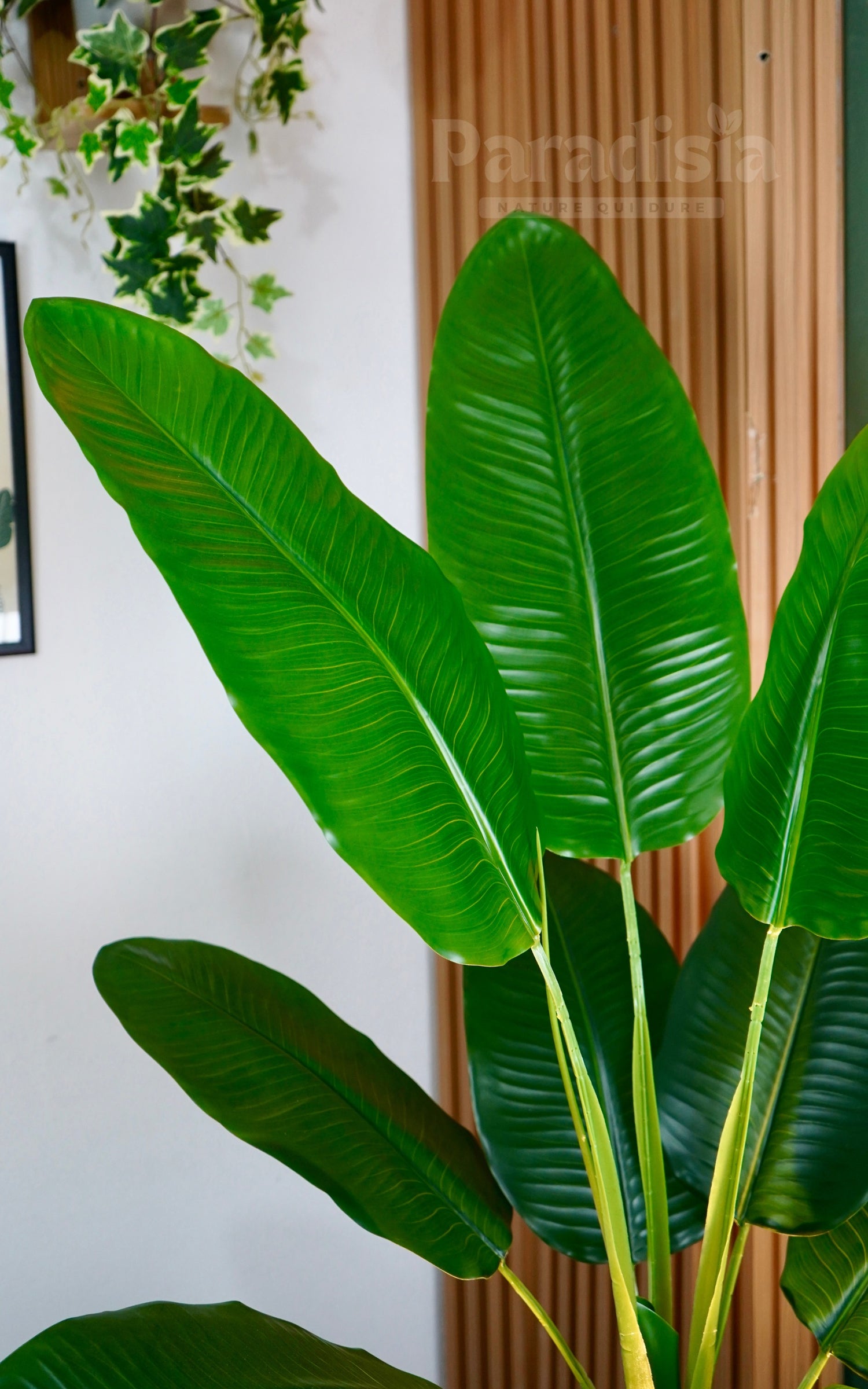 Strelitzia ™ (140cm)